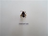 藏品(膜翅目(蜂))的圖片